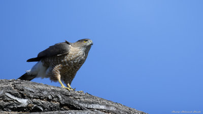 Sharp-Shinned Hawk