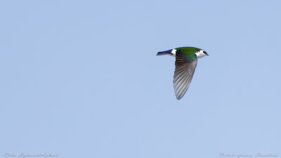 Violet-green Swallow