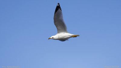 Ring-billed Gull