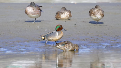 Green-winged Teal