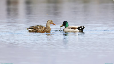 Mallard Pair
