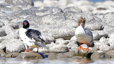 Merganser Pair