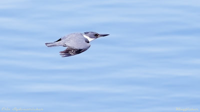 Kingfisher