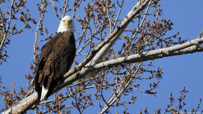Bald Eagle