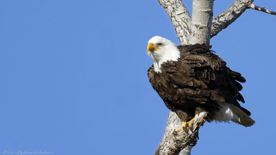 Bald Eagle