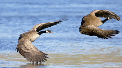 Canadian Geese