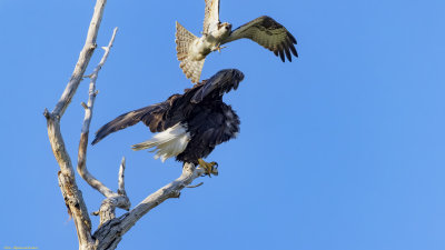 Osprey VS Bald Eagle