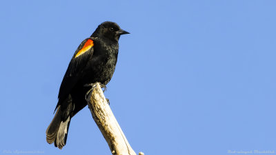 Red-winged Blackbird
