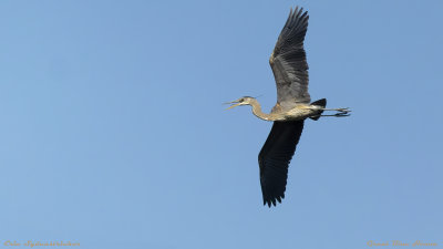 Great Blue Heron