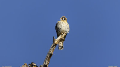 American Kestrel