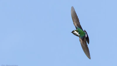 Violet-green Swallow