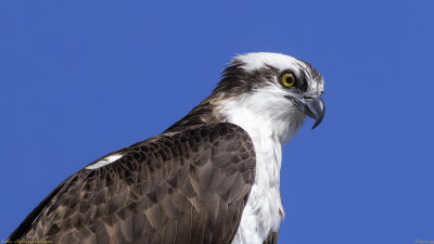 Osprey