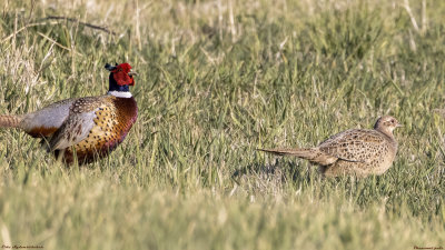Pheasant pair