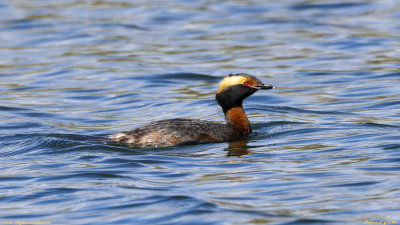 Horned grebe