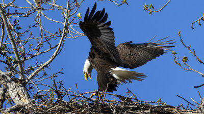 Bald eagle
