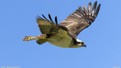 Osprey