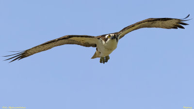 Osprey