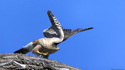 Sharp-shinned Hawk