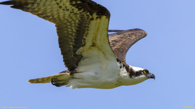 Osprey