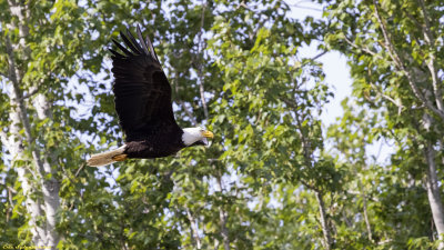 Bald Eagle