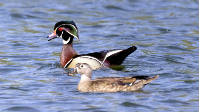 Wood Duck Pair
