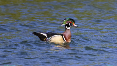 Wood Duck
