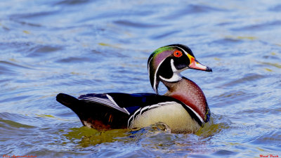 Wood Duck