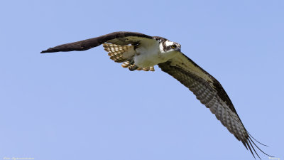 Osprey