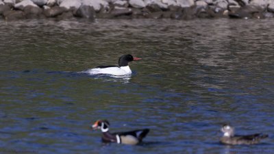 Merganser/Wood Ducks