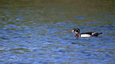 Wood Duck