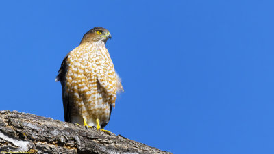 Sharp-shinned Hawk