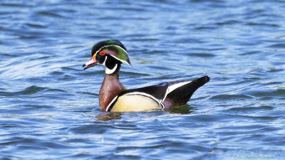 Wood Duck
