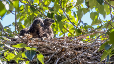 Bald Eagle Chicks