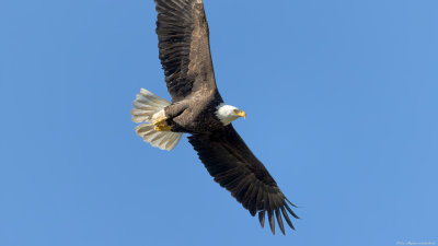 Bald Eagle