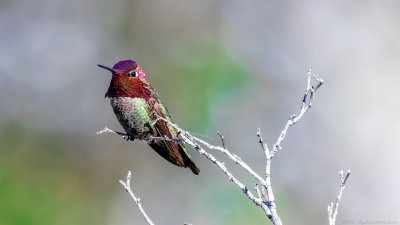 Anna's Hummingbird