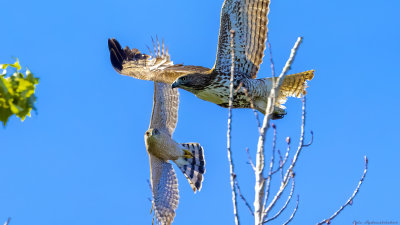 ?? Possibly Copper's/Juvenile Red tail Hawk