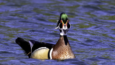 Wood Duck