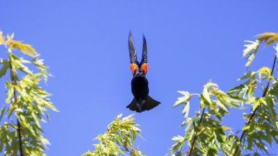 Red winged Blackbird