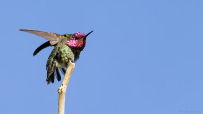 Anna's Hummingbird