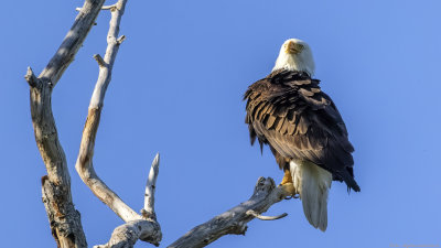 Bald Eagle