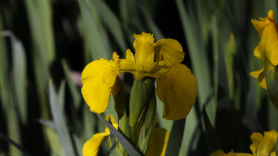 Wild Yellow Iris