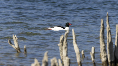 Merganser