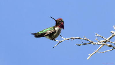 Anna's Hummingbird