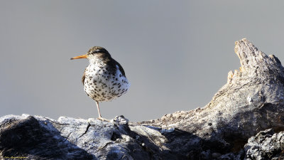 Spotted Sandpiper