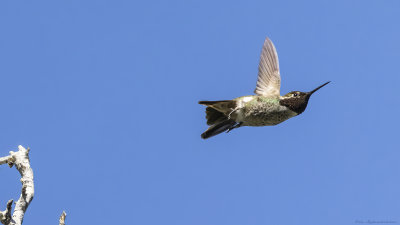 Anna's Hummingbird