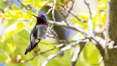 Anna's Hummingbird