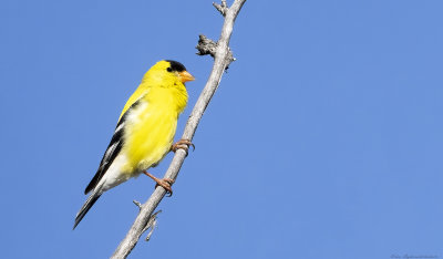 Gold Finch