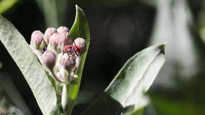 Red Milkweed Beetle