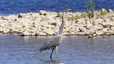 Great Blue Heron
