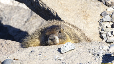 _A1A9975-CR3_DxO_DeepPRIMEv2.jpg